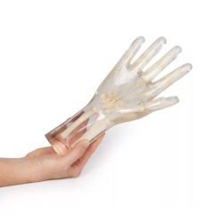 Fantôme de test radiographie main transparente exemple teamalex
