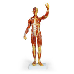 Figurine musclée, 1/3 de la taille réelle B90