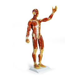 Figurine musclée, 1/3 de la taille réelle teamalex medical