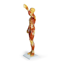 Modèle musculaire teamalex