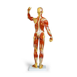 Modèle musculaire teamalex medical