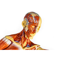 tête Modèle musculaire teamalex