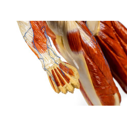 poing Modèle musculaire teamalex medical