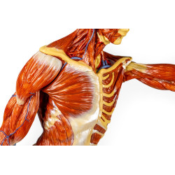 pectoral Modèle musculaire B90 teamalex