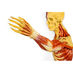 main Modèle musculaire teamalex