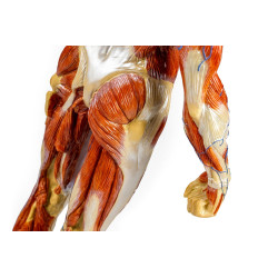 fesse Modèle musculaire teamalex