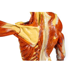 Modèle musculaire epaule teamalex