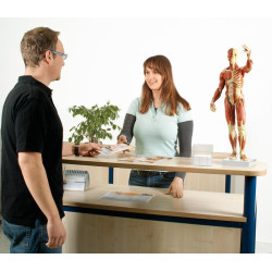 formation Modèle musculaire teamalex