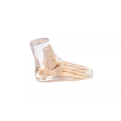 Fantôme test radiographie pied transparent Fantôme test radiographie pied transparent