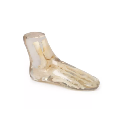 Fantôme test radiographie pied transparent teamalex medical