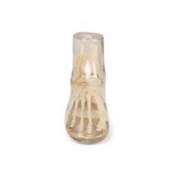 Fantôme test radiographie pied transparent Fantôme test radiographie pied transparent