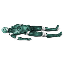 Mannequin adulte corps entier pour X-Ray teamalex