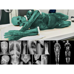 Mannequin adulte corps entier pour X-Ray FLB02 teamalex Mannequin adulte corps entier pour X-Ray FLB02 teamalex