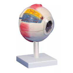 Œil 6 fois taille réelle teamalex medical