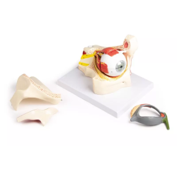 œil dans orbite avec paupière F160 Teamalex Medical