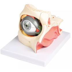 Modèle anatomique œil dans orbite avec paupière F160 Teamalex Medical