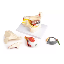 Modèle anatomique œil dans orbite avec paupière F160 Teamalex Medical
