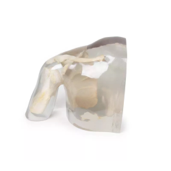 Fantôme radiographie épaule transparent réf 7340 teamalex