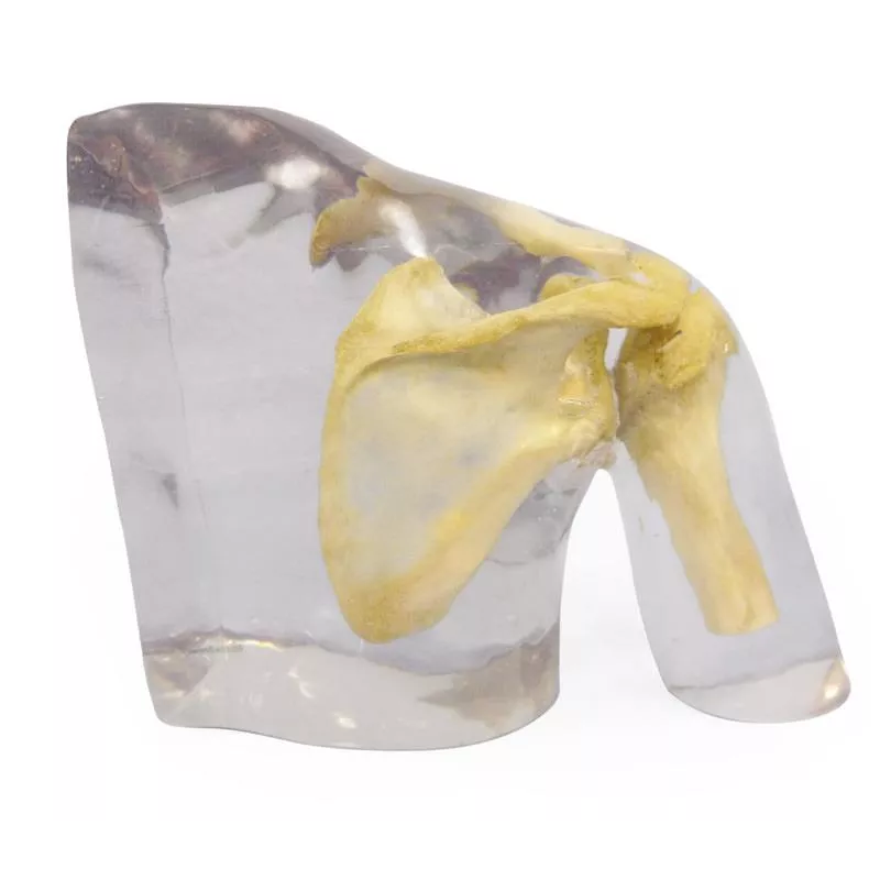 Fantôme radiographie épaule transparent teamalex