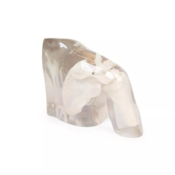 Fantôme radiographie épaule transparent teamalex 7340