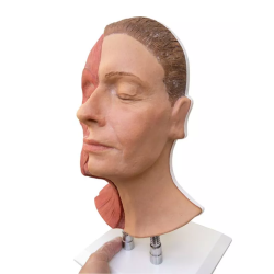 Tête pour les injections faciales unilatéraux muscles teamalex 8200