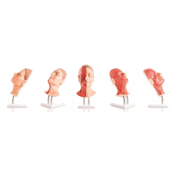 Têtes pour les injections faciales unilatéraux muscles teamalex medical