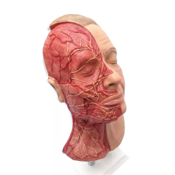 Tête pour les injections faciales avec les muscles, les artères et les nerfs teamalex