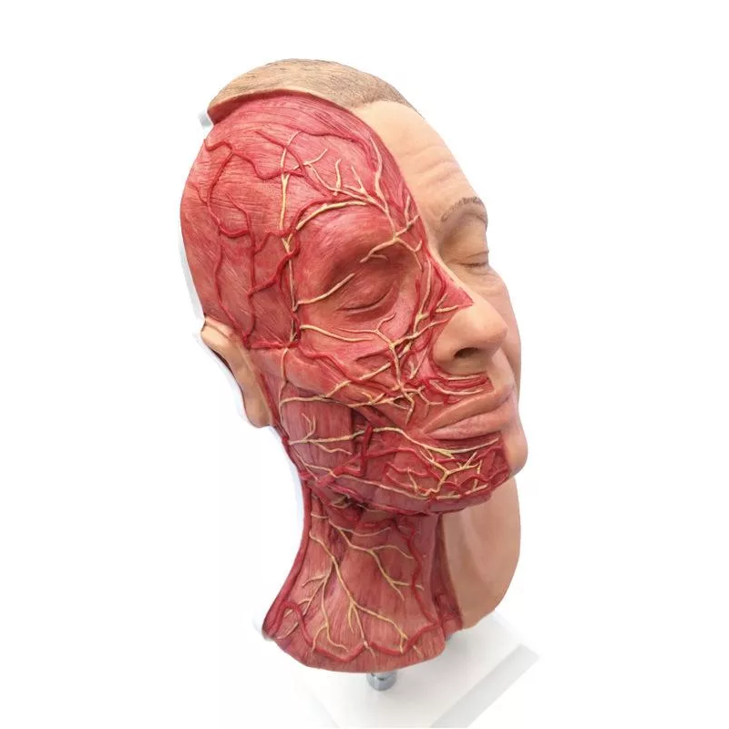 Tête pour les injections faciales avec les muscles, les artères et les nerfs teamalex