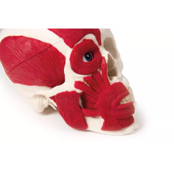 Crâne avec musculature teamalex