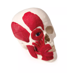 Crâne avec musculature teamalex medical