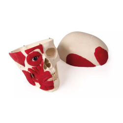 Crâne avec musculature 4514 teamalex