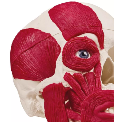 tête avec muscles teamalex medical