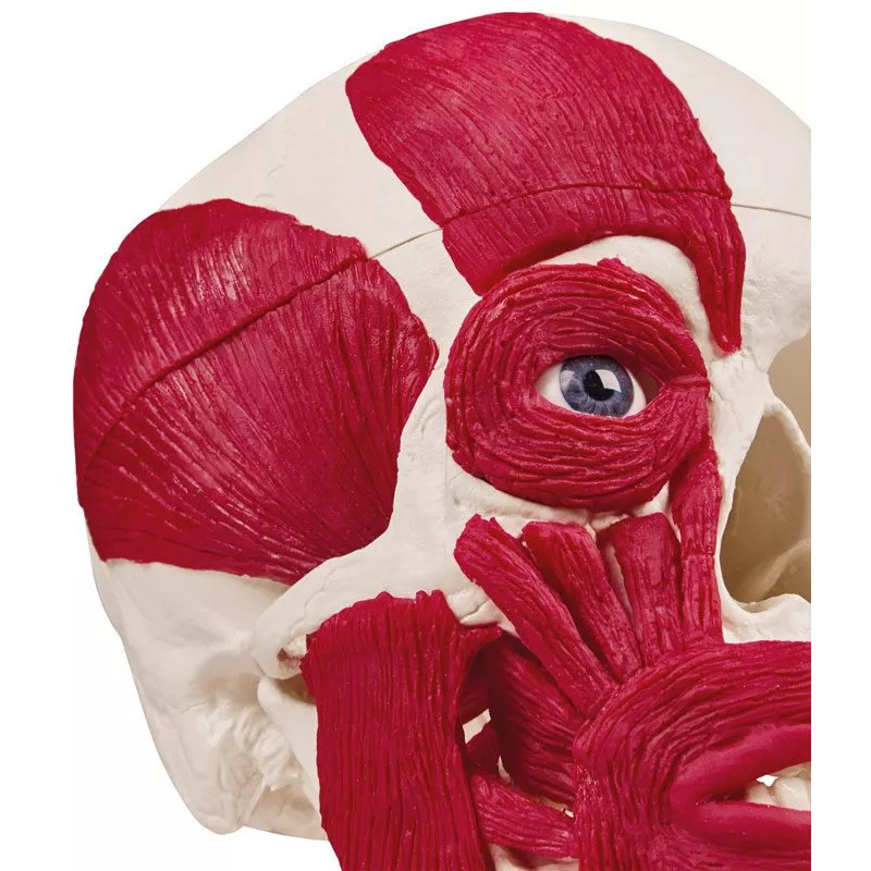 Modèle Anatomique Crâne Humain - Poster Papier Non Plastifié - Vr2131Uu