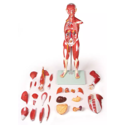 Figurine musclée 30 pièces 85 cm teamalex