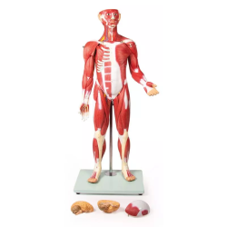 Figurine musclée 30 pièces 85 cm teamalex medical