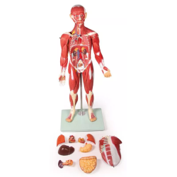 Figurine musclée 30 pièces 85 cm B160 teamalex medical