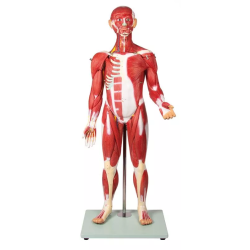 Figurine musclée 30 pièces 85 cm teamalex