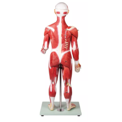 Figurine musclée 30 pièces 85 cm de dos teamalex