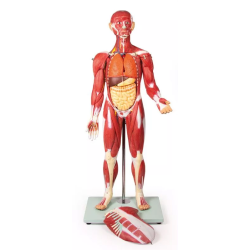 Figurine musclée 30 pièces 85 cm teamalex