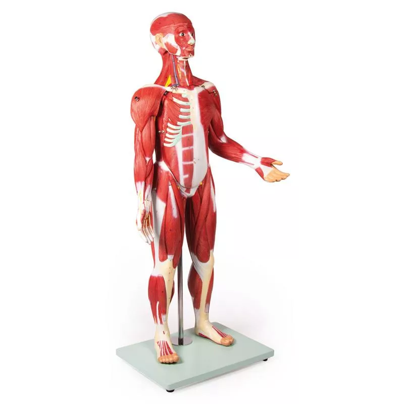 Figurine musclée 30 pièces 85 cm teamalex medical