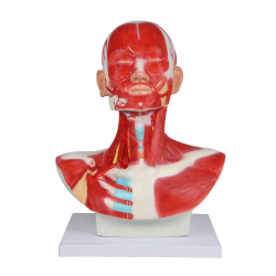 Musculature de la tête, du cou et du thorax 1 partie teamalex medical