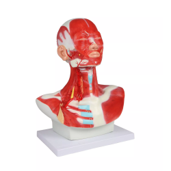 Musculature de la tête, du cou et du thorax 1 partie teamalex