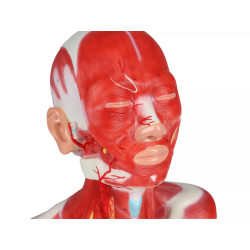 Musculature de la tête, du cou et du thorax 1 partie c633 teamalex