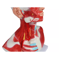 Musculature de la tête, du cou et du thorax 1 partie teamalex