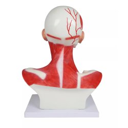 Musculature de la tête, du cou et du thorax 1 partie teamalex